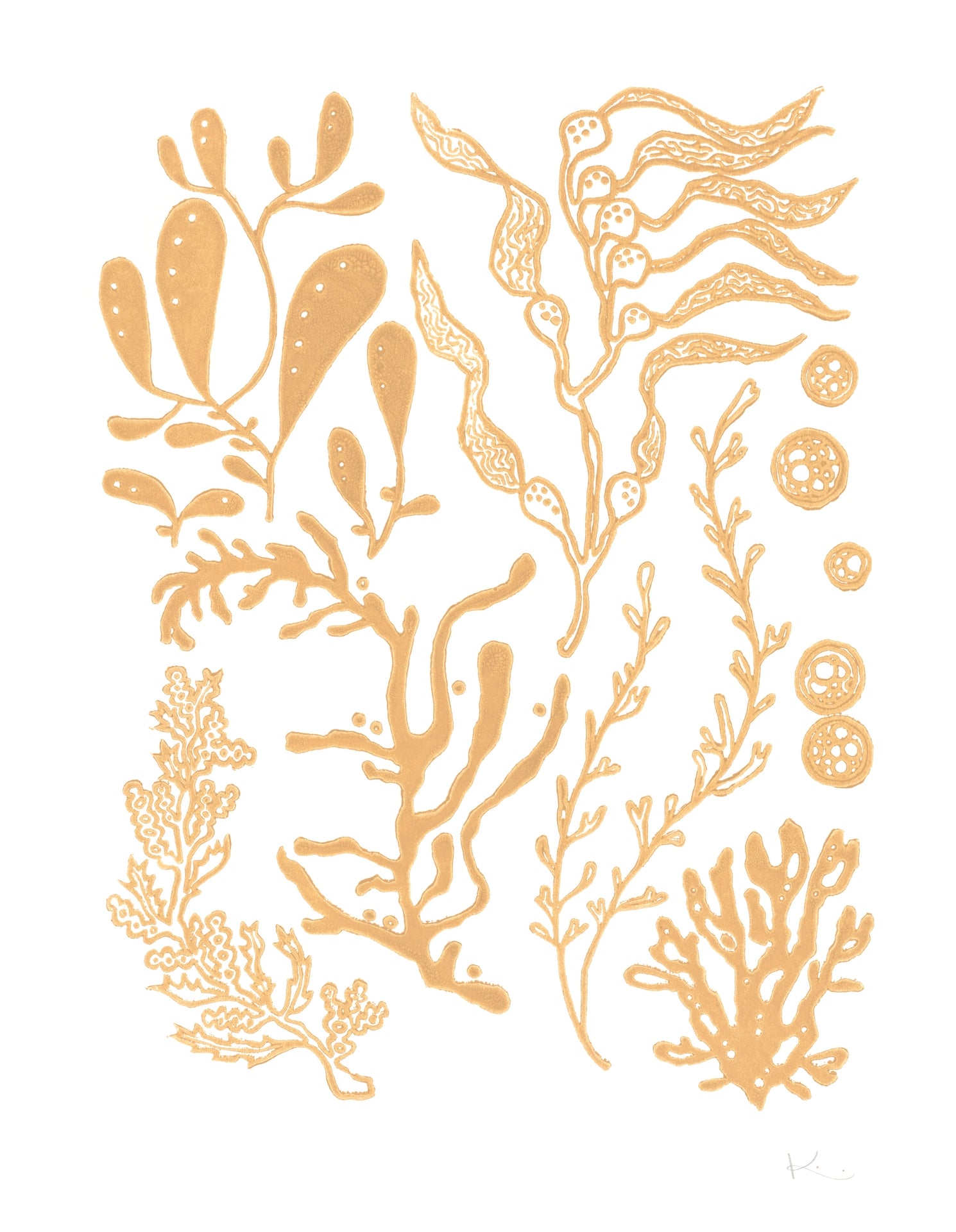 Kelp & Friends