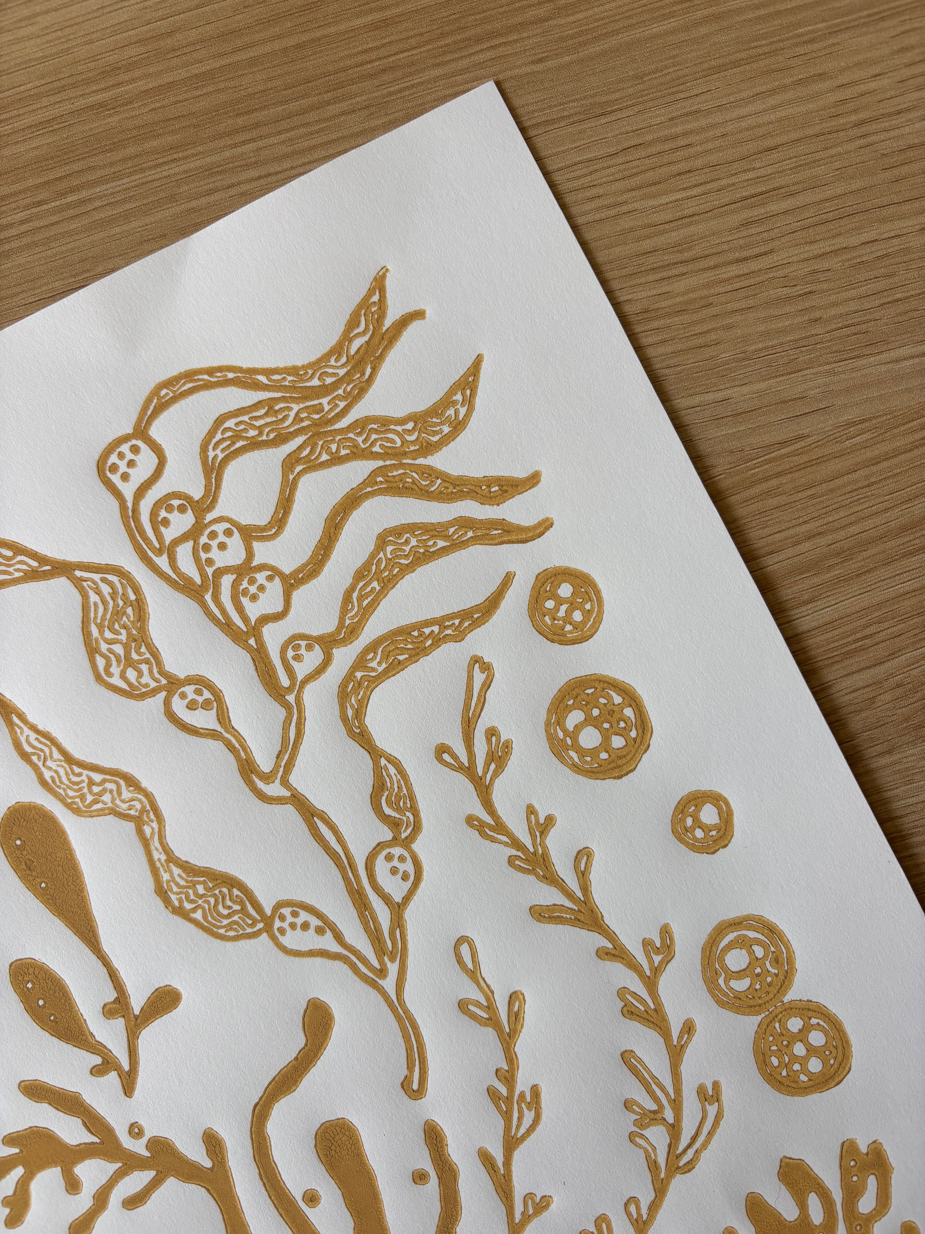 Kelp & Friends